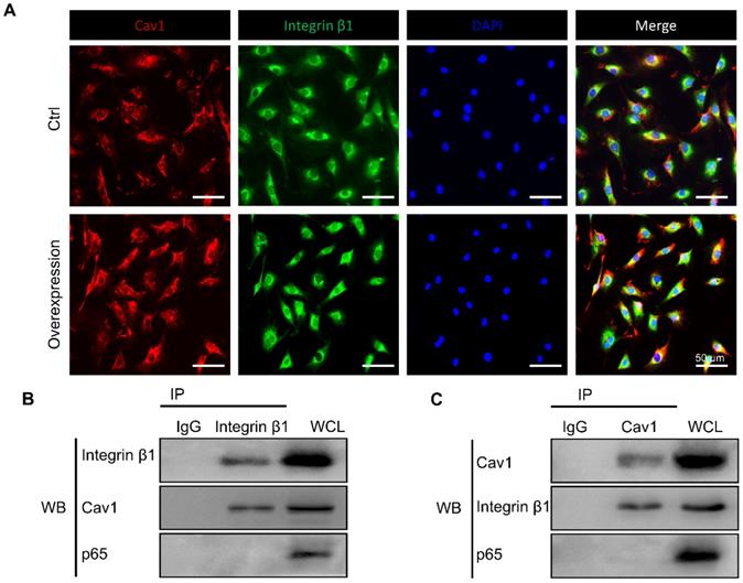 Int J Biol Sci Image