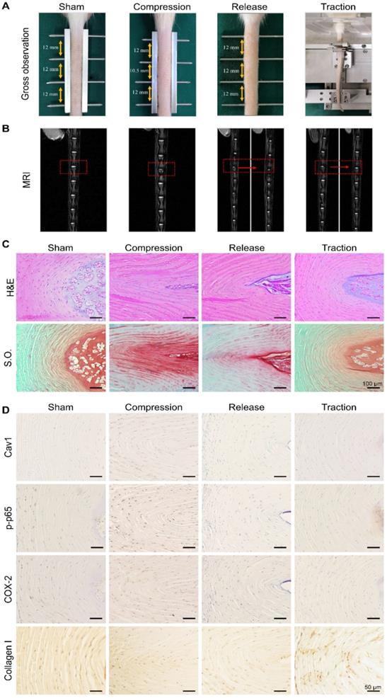 Int J Biol Sci Image