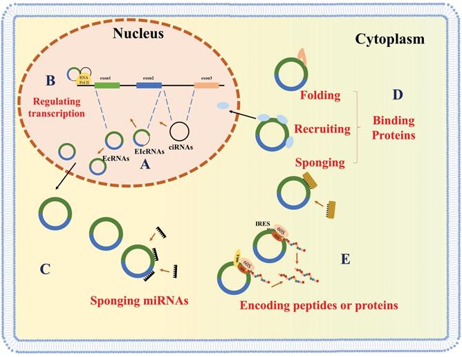 Int J Biol Sci Image