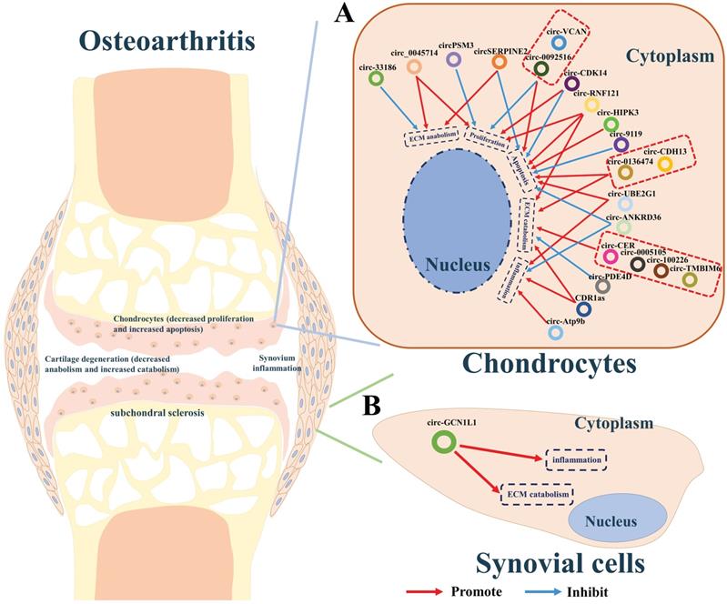 Int J Biol Sci Image