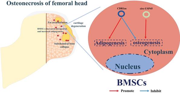 Int J Biol Sci Image