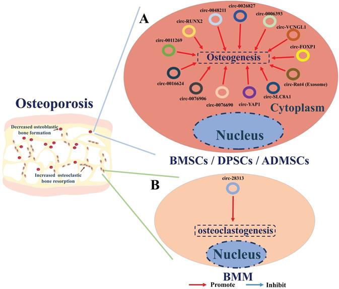 Int J Biol Sci Image