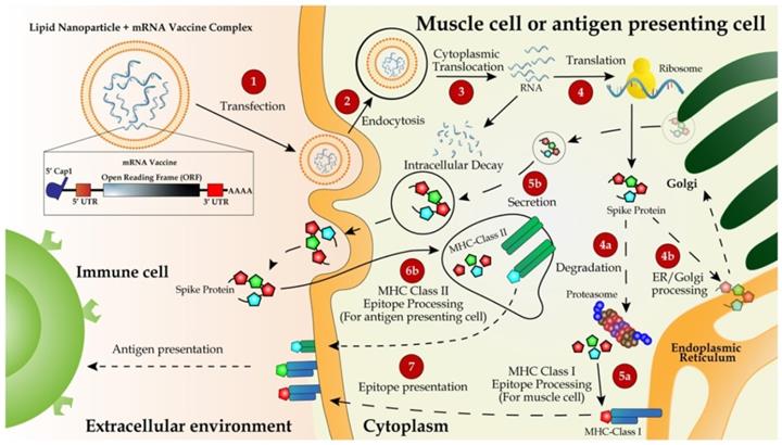 Int J Biol Sci Image