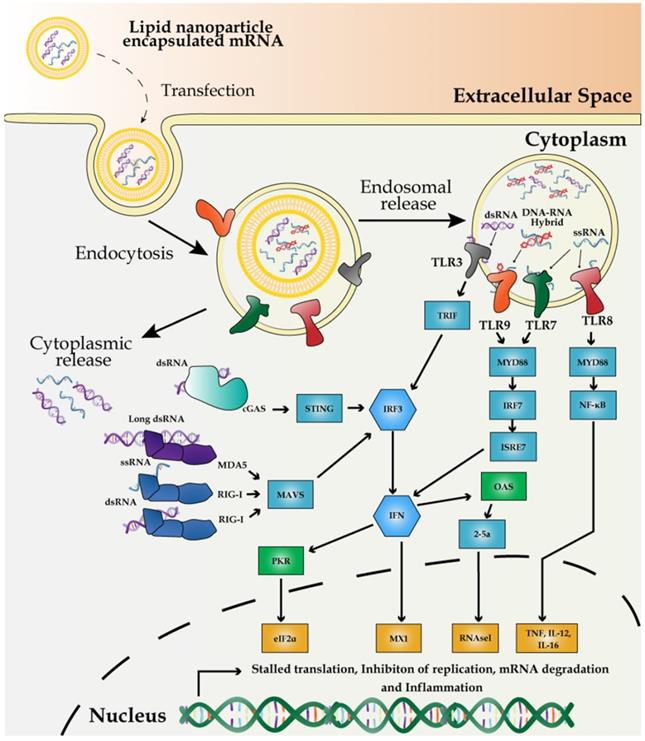 Int J Biol Sci Image