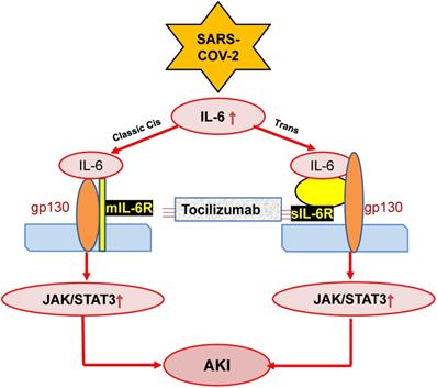 Int J Biol Sci Image