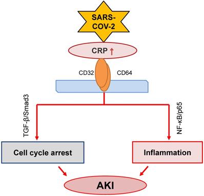 Int J Biol Sci Image