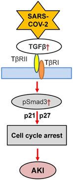 Int J Biol Sci Image