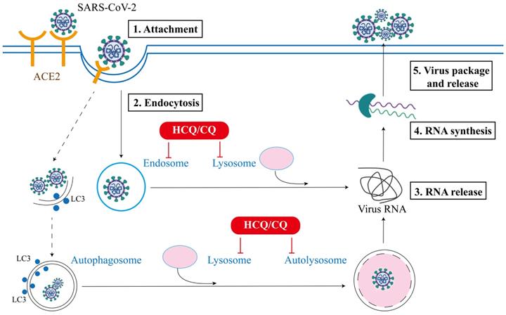 Int J Biol Sci Image