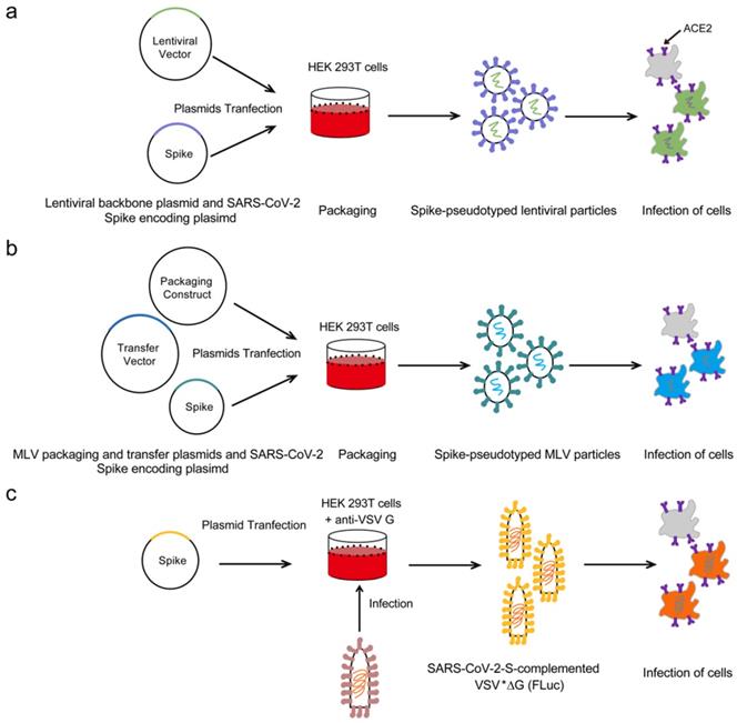 Int J Biol Sci Image