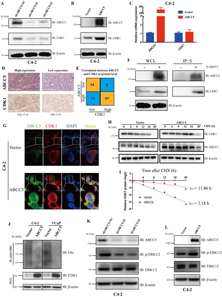 Int J Biol Sci Image