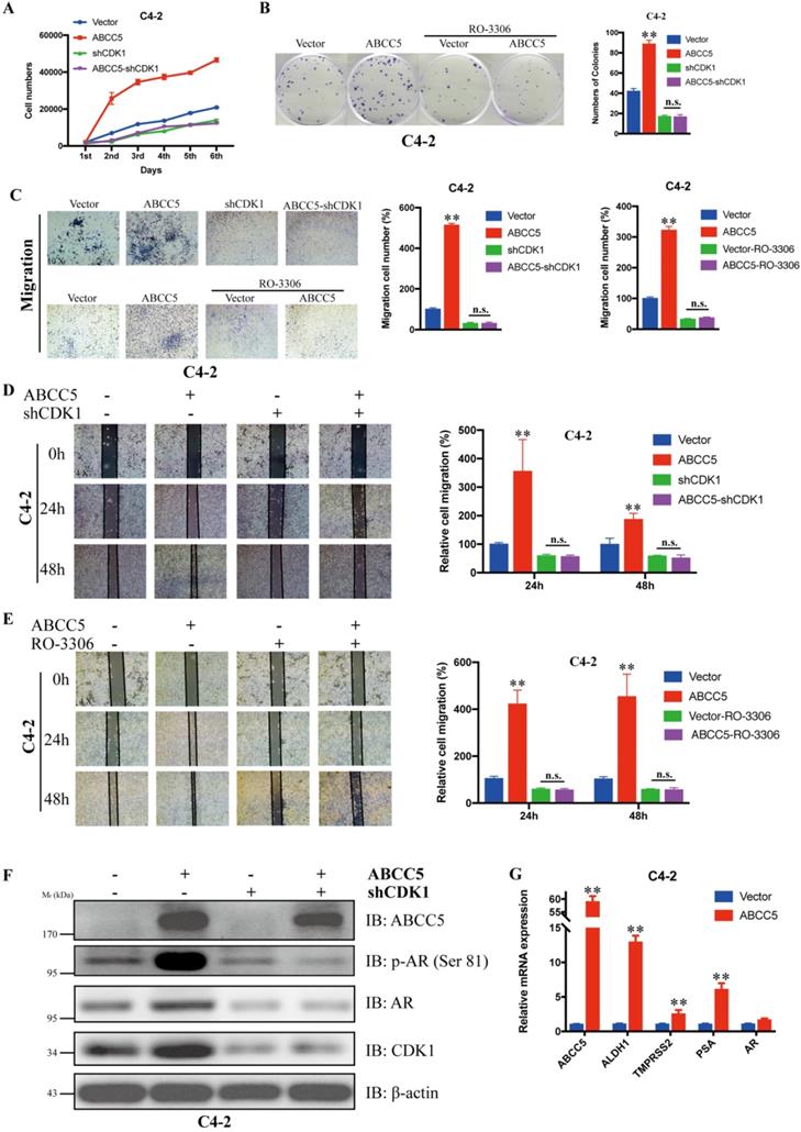 Int J Biol Sci Image