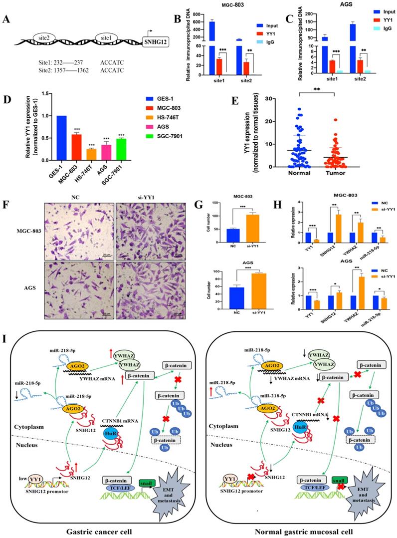 Int J Biol Sci Image