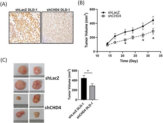 Int J Biol Sci Image