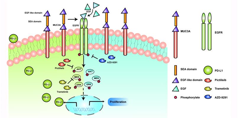 Int J Biol Sci Image