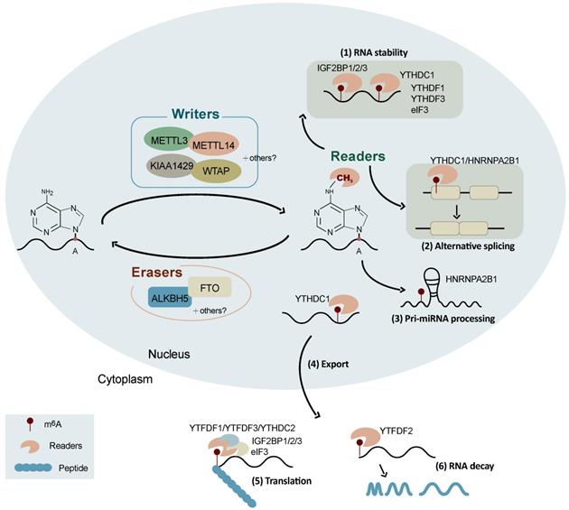 Int J Biol Sci Image