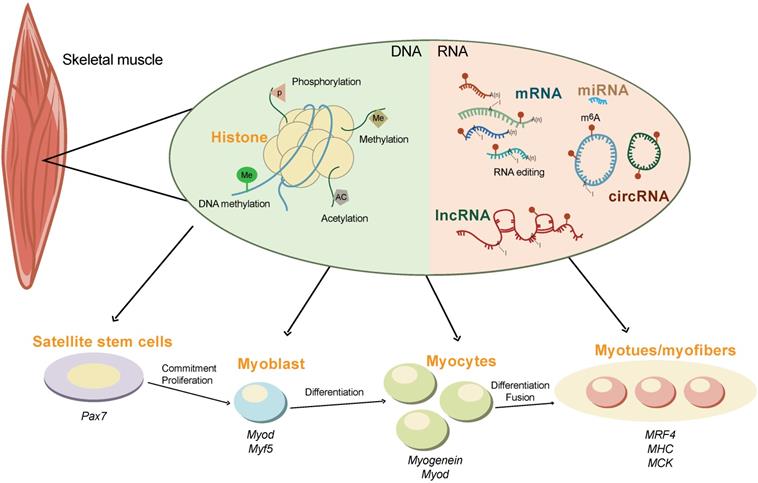 Int J Biol Sci Image