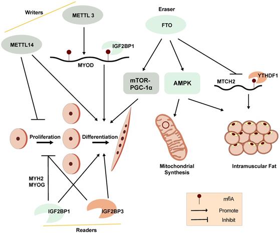 Int J Biol Sci Image