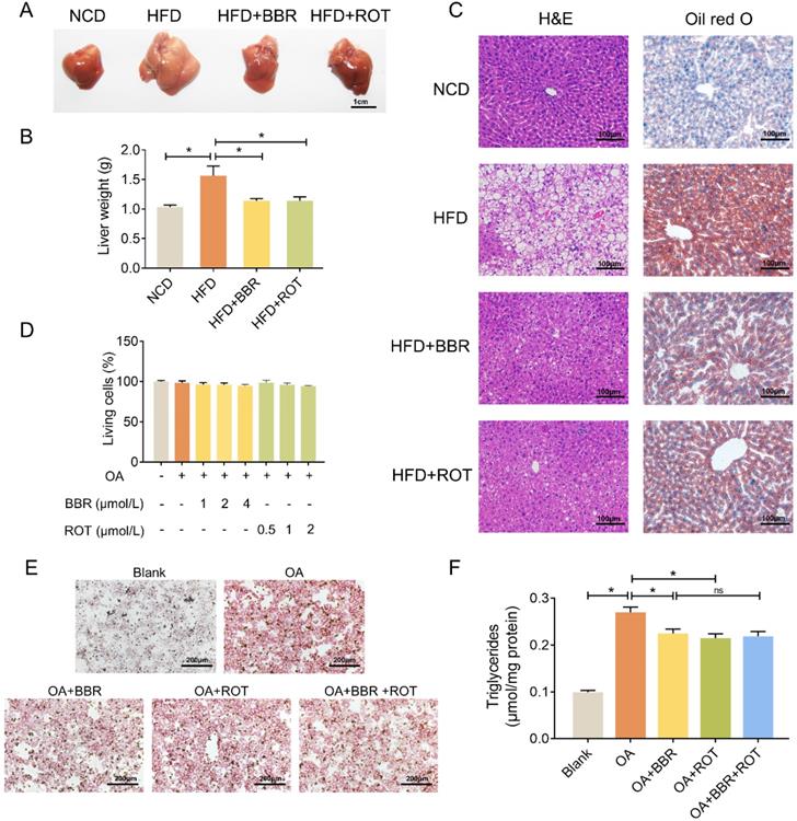 Int J Biol Sci Image