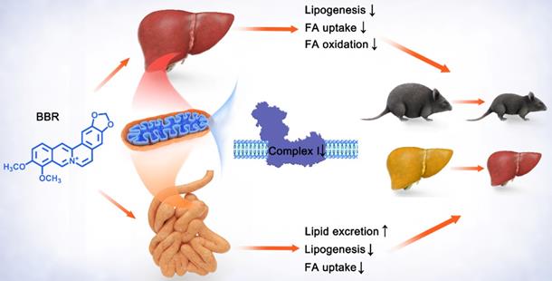 Int J Biol Sci Image