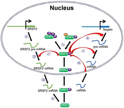 Int J Biol Sci Image