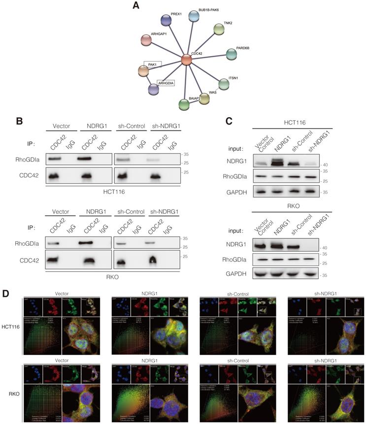 Int J Biol Sci Image