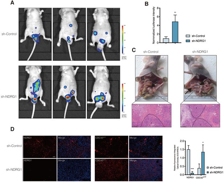 Int J Biol Sci Image