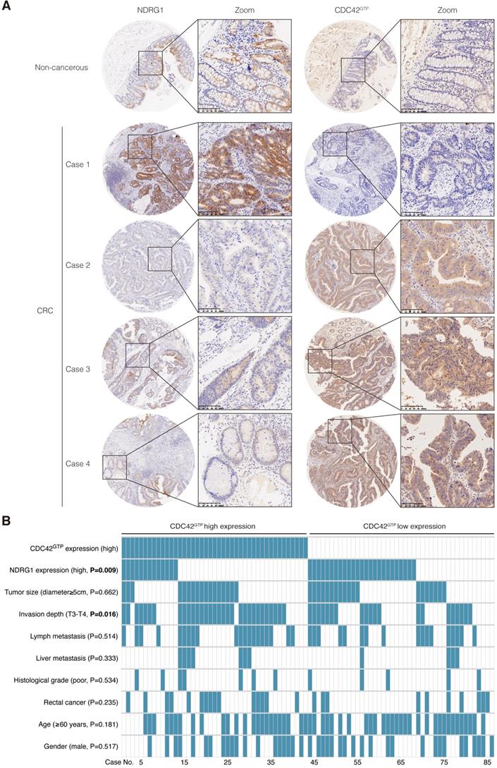 Int J Biol Sci Image