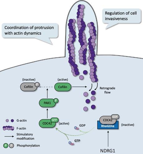 Int J Biol Sci Image