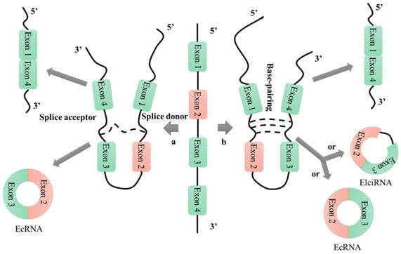 Int J Biol Sci Image