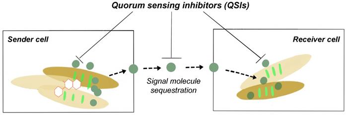 Int J Biol Sci Image