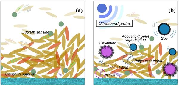 Int J Biol Sci Image