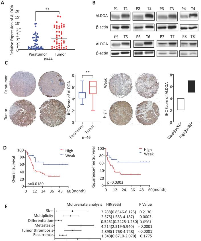 Int J Biol Sci Image