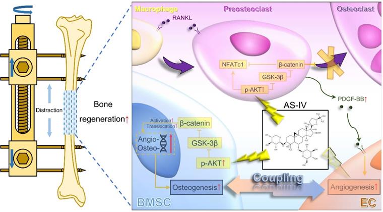 Int J Biol Sci Image