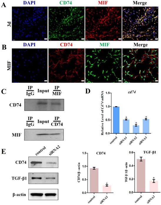 Int J Biol Sci Image