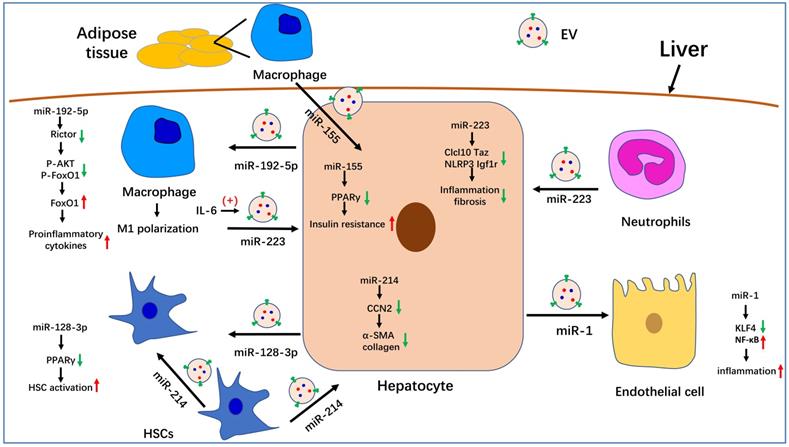 Int J Biol Sci Image