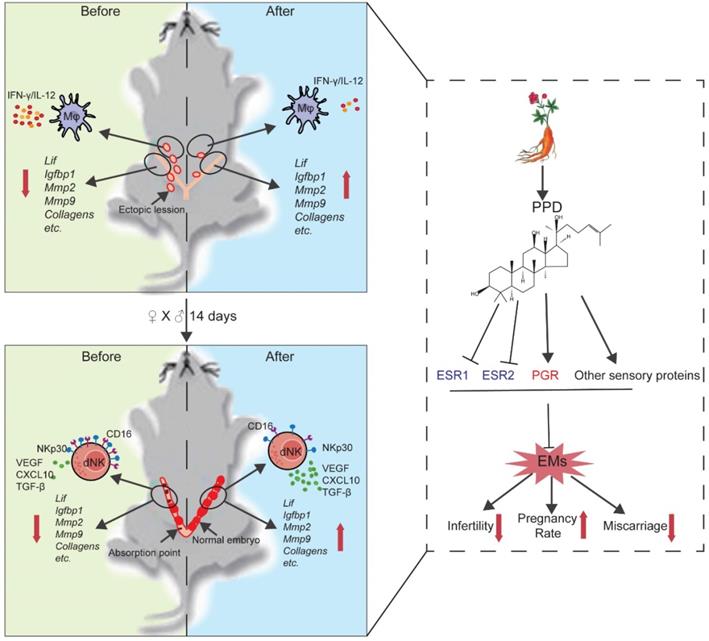 Int J Biol Sci Image