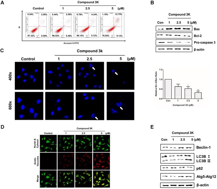 Int J Biol Sci Image