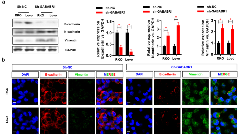 Int J Biol Sci Image