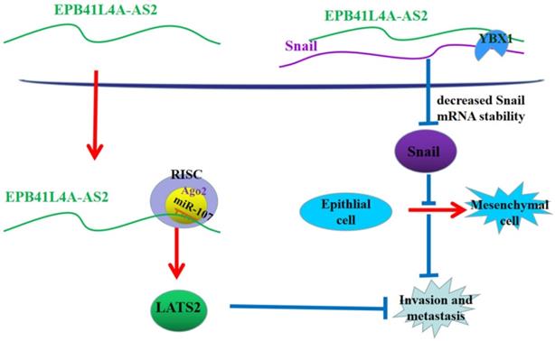 Int J Biol Sci Image