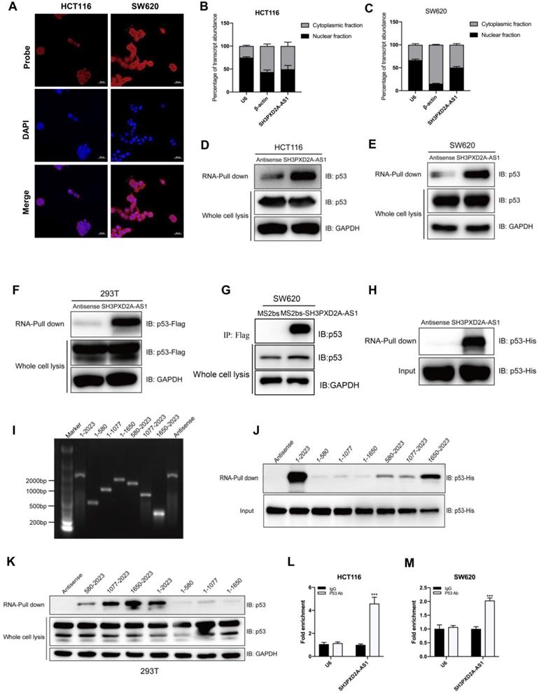 Int J Biol Sci Image