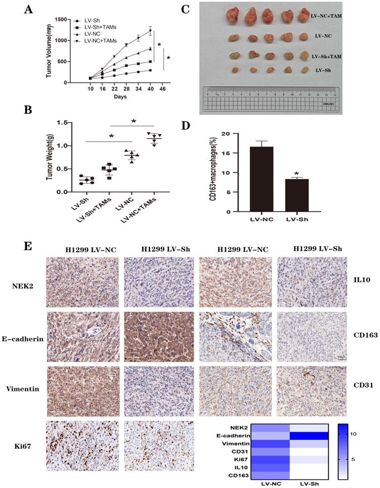 Int J Biol Sci Image