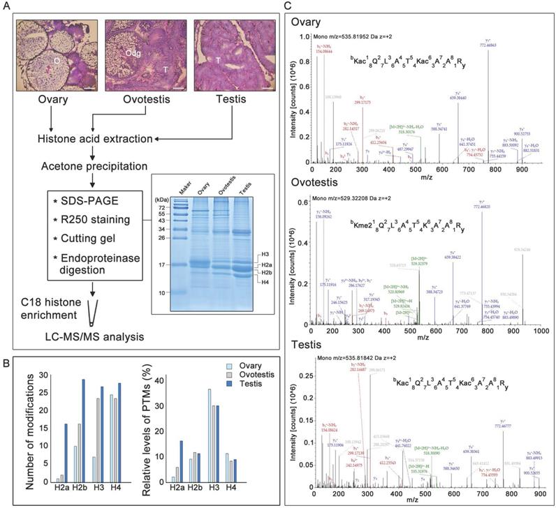 Int J Biol Sci Image