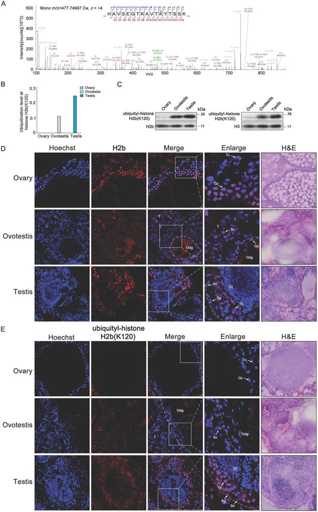 Int J Biol Sci Image