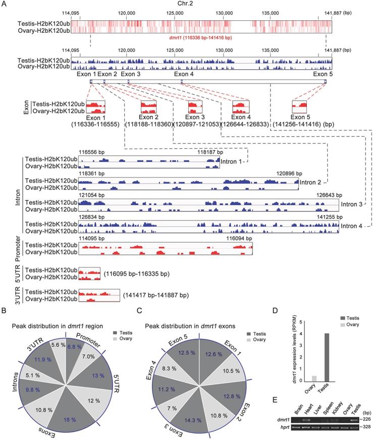 Int J Biol Sci Image