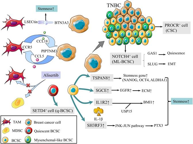 Int J Biol Sci Image