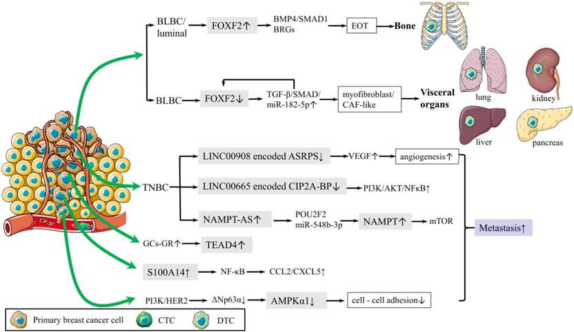 Int J Biol Sci Image