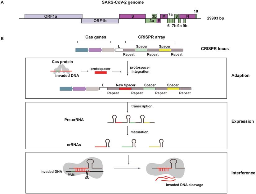 Int J Biol Sci Image