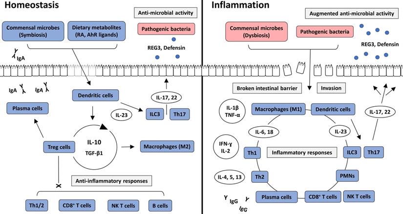 Int J Biol Sci Image