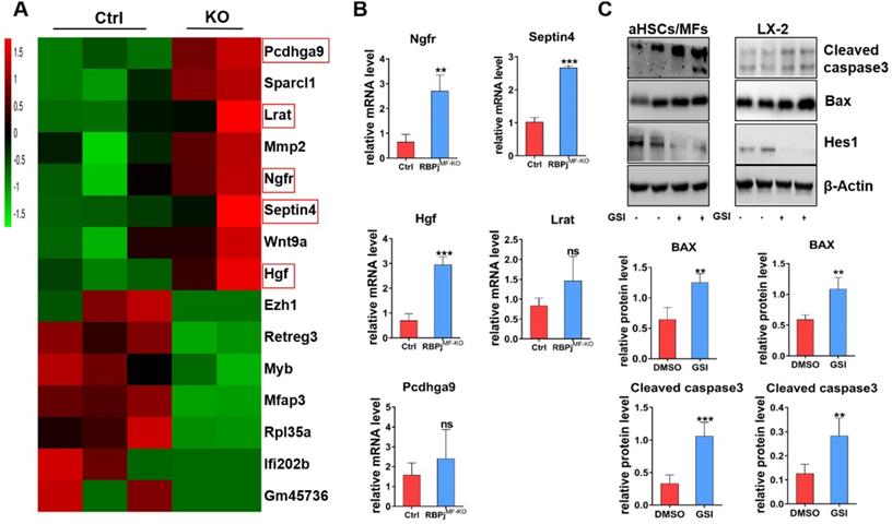 Int J Biol Sci Image