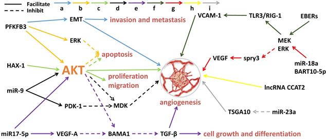 Int J Biol Sci Image